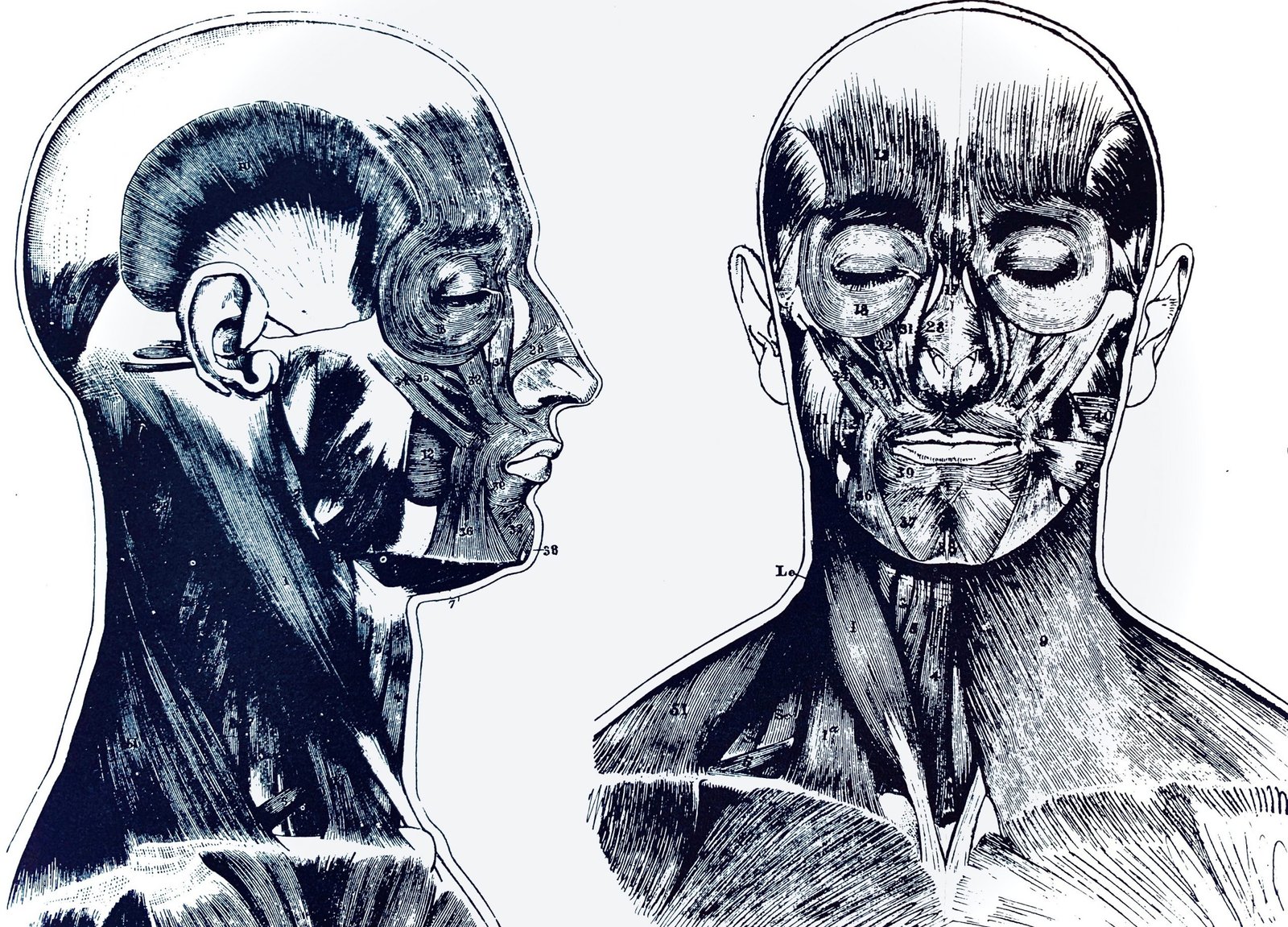 Cervical Cranial Muscles Brain Fog
